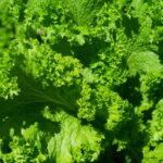 Health Benefits of kale