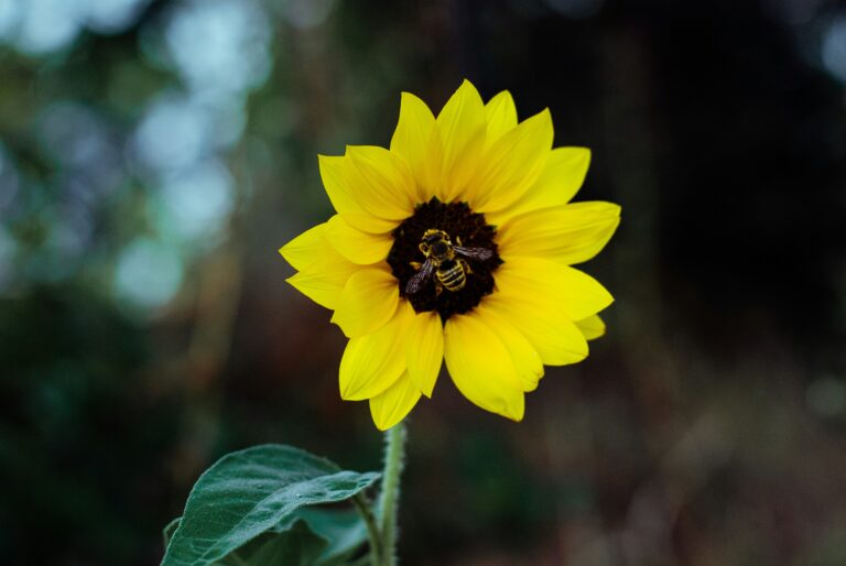 Sunflower honey Health Benefits